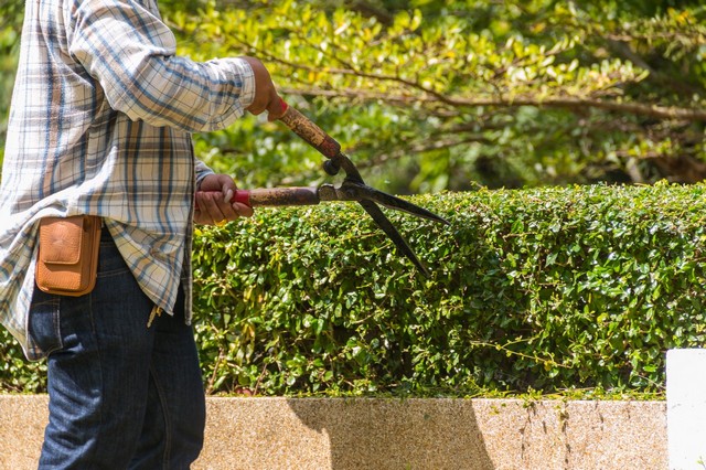 Garden Maintenance Blackheath, SE3